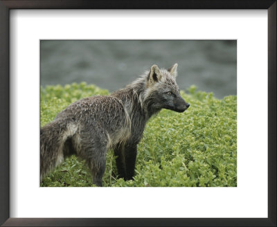 Close View Of A Cross Fox by Tom Murphy Pricing Limited Edition Print image