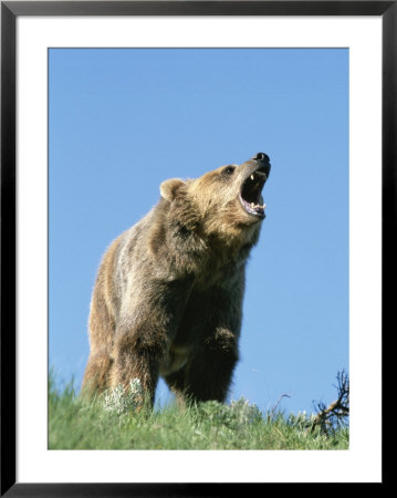 Grizzly Bear Vocalizing by Norbert Rosing Pricing Limited Edition Print image