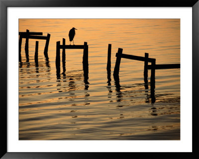 Heron On Dock by Joel Sartore Pricing Limited Edition Print image