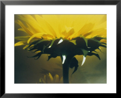 A Close-Up Of A Flower by Sisse Brimberg Pricing Limited Edition Print image