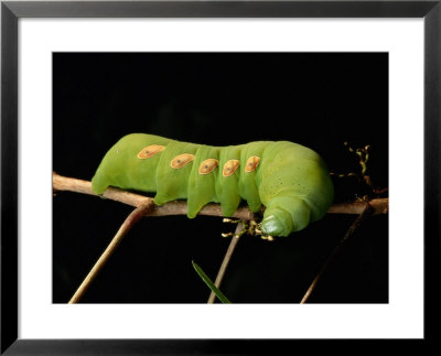 Sphinx Moth Caterpillar Eats Its Way Across A Leaf by George Grall Pricing Limited Edition Print image