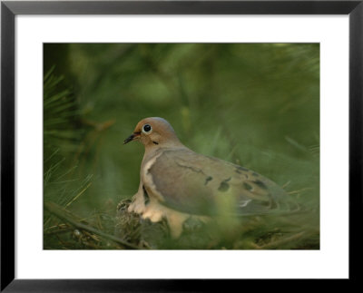 Mourning Dove (Zenaida Macroura) Nesting In A Pine Tree by Brian Gordon Green Pricing Limited Edition Print image