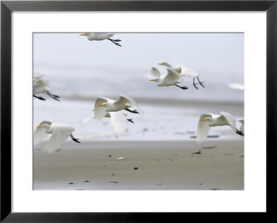 Yellow-Billed Egrets Flying Low To The Ground by Michael Nichols Pricing Limited Edition Print image