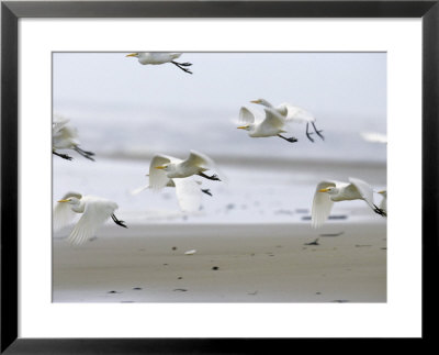 Yellow-Billed Egrets Flying Low To The Ground by Michael Nichols Pricing Limited Edition Print image