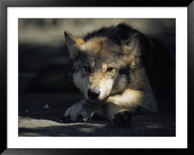 Gray Wolf by Joel Sartore Pricing Limited Edition Print image
