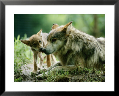 Mexican Gray Wolves by Joel Sartore Pricing Limited Edition Print image