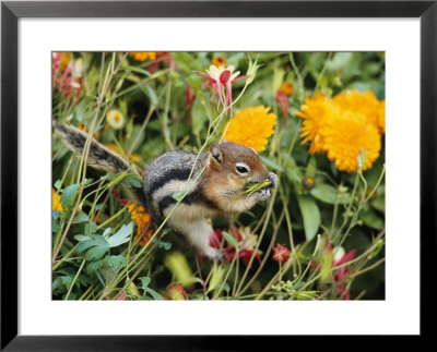 A Golden-Mantled Ground Squirrel Nibbles A Meal Amidst Wildflowers by George F. Mobley Pricing Limited Edition Print image