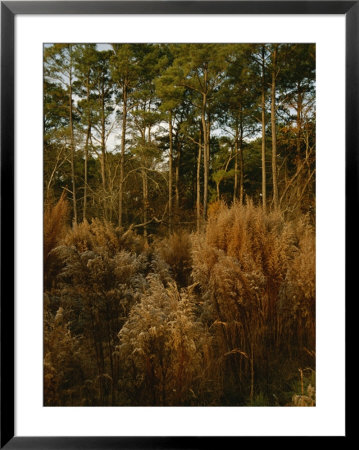 Loblolly Pines And Tall Grasses In A Maritime Forest by Raymond Gehman Pricing Limited Edition Print image