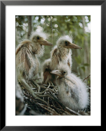 Juvenile Blue Herons In Their Nest by Sam Abell Pricing Limited Edition Print image