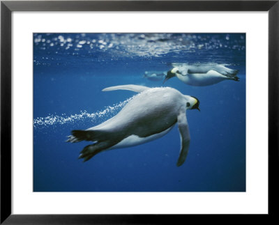Emperor Penguins Swimming In The Ocean by Bill Curtsinger Pricing Limited Edition Print image