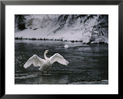 Adult Trumpeter Swans Lifting Its Wings On The Snow-Banked Madison River by Raymond Gehman Pricing Limited Edition Print image