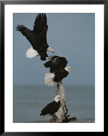 Fighting For A Space, A Northern American Bald Eagle Forces Another Of Its Kind Off by Norbert Rosing Pricing Limited Edition Print image