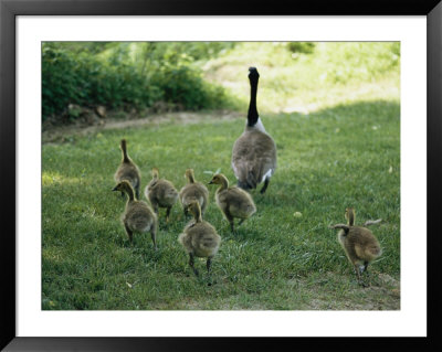A Canada Goose With Its Goslings by Darlyne A. Murawski Pricing Limited Edition Print image