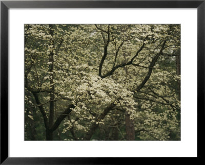Delicate White Dogwood Blossoms Cover A Tree In The Early Spring by Raymond Gehman Pricing Limited Edition Print image