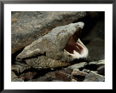 A Hellbender Salamander In Its Rocky Lair by George Grall Pricing Limited Edition Print image