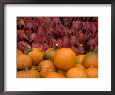 Autumnal Display Of Pumpkins Against Virginia Creeper At Organic Farm Shop, Cumbria, Uk by Steve & Ann Toon Pricing Limited Edition Print image