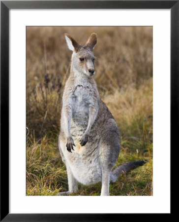 Eastern Grey Kangaroo, Kosciuszko National Park, New South Wales, Australia by Jochen Schlenker Pricing Limited Edition Print image
