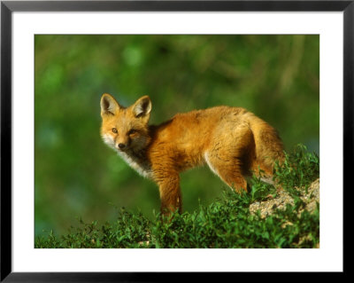 Red Fox, Cub Standing, Colorado by David Boag Pricing Limited Edition Print image
