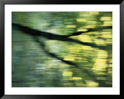 Panned View Of A Tree by Phil Schermeister Pricing Limited Edition Print image