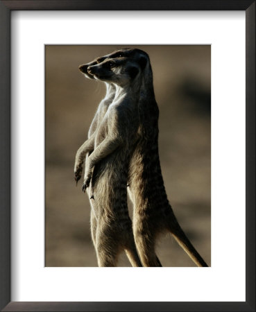 Three Suricates Survey The Landscape Around Their Burrows by Chris Johns Pricing Limited Edition Print image