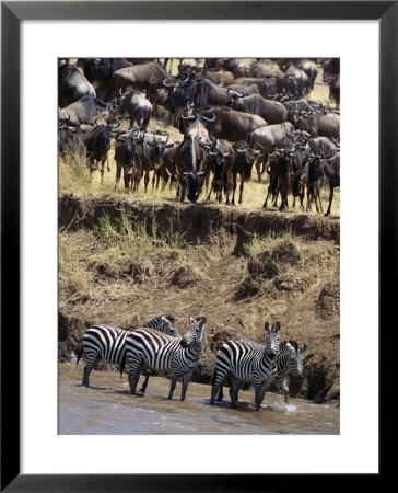 Zebras Stand In Water While Wildebeest Gather Above On The Bank by Norbert Rosing Pricing Limited Edition Print image