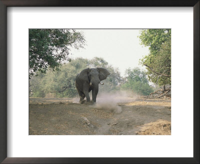 An African Elephant In A Threatening Stance Stirs Up Dust by Beverly Joubert Pricing Limited Edition Print image