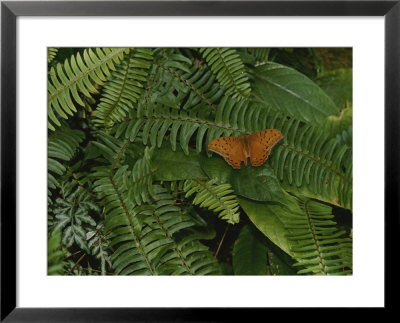 An Orange Leopard Butterfly Rests On Green Leafy Ferns by Nicole Duplaix Pricing Limited Edition Print image