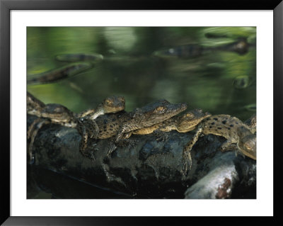 A Group Of Baby American Crocodiles Rest On A Partially Submerged Log by Steve Winter Pricing Limited Edition Print image