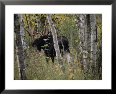 A Moose (Alces Alces Americana) With An Impressive Set Of Antlers by Annie Griffiths Belt Pricing Limited Edition Print image