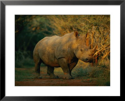A View Of A Rhinoceros by Chris Johns Pricing Limited Edition Print image