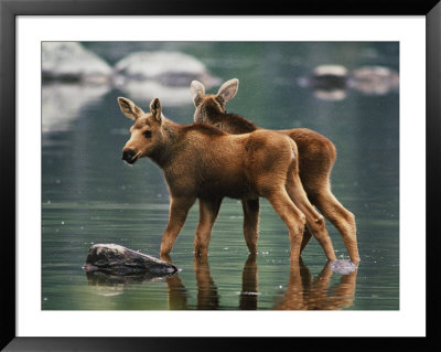 Moose Twins Stand In The Shallow Water Of A Pond by Phil Schermeister Pricing Limited Edition Print image