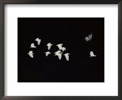 White Birds Fly Across A Black Background by Jodi Cobb Pricing Limited Edition Print image