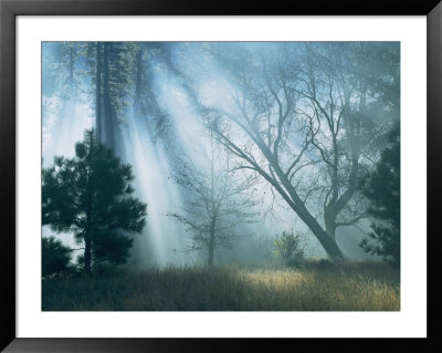 Sunlight Pierces The Morning Mist In This Woodland View by Marc Moritsch Pricing Limited Edition Print image