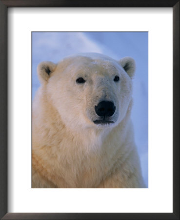 A Close View Of A Polar Bear by Paul Nicklen Pricing Limited Edition Print image