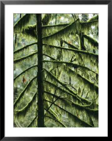 Woodland View Of Evergreens And Tree Trunks Covered In Moss by Klaus Nigge Pricing Limited Edition Print image