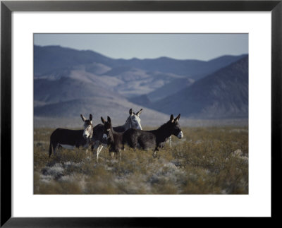 Wild Burros Descended From Those Left By Prospectors by Gordon Wiltsie Pricing Limited Edition Print image