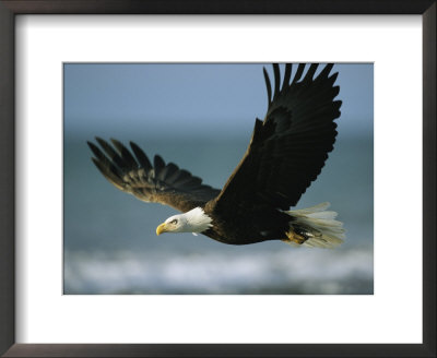 An American Bald Eagle In Flight Over Water With A Fish In Its Talons by Klaus Nigge Pricing Limited Edition Print image