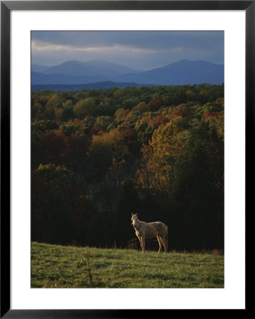 A Horse Stands On A Hill Overlooking Autumn Foliage And Mountains by Sam Kittner Pricing Limited Edition Print image
