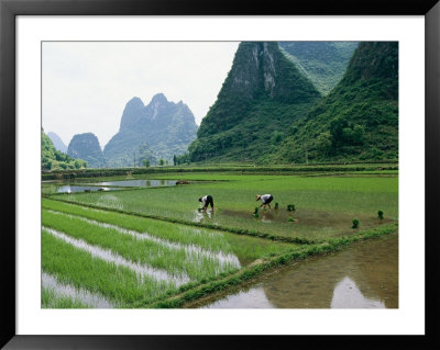 Planting Rice With Limestone Karst Mountains In The Background Near Guilin by Raymond Gehman Pricing Limited Edition Print image