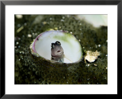 A Close-View A Goby Fish In A Sea Anemone by Wolcott Henry Pricing Limited Edition Print image