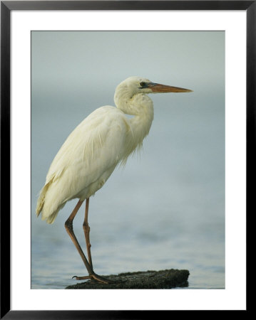 Great Blue Heron During Its White Phase In The Everglades by Klaus Nigge Pricing Limited Edition Print image