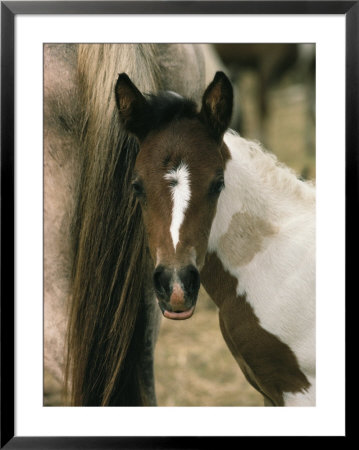 Wild Pony Foal Nuzzled Up To Its Mothers Tail by James L. Stanfield Pricing Limited Edition Print image