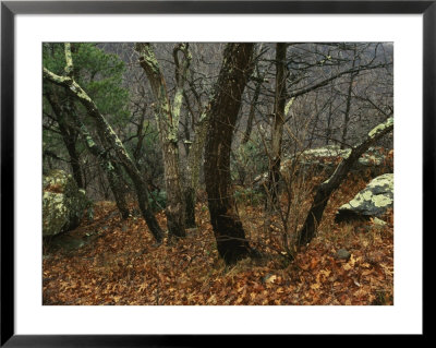 Trees And Rock With Lichen At 3400 Feet Along The Appalachian Trail, At Pinnacles by Raymond Gehman Pricing Limited Edition Print image