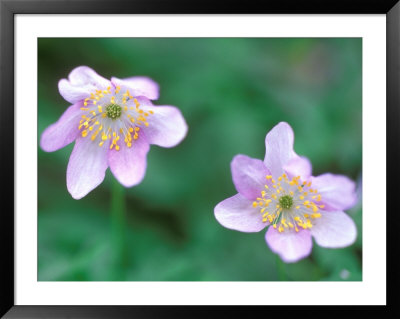 Japanese Anemone, Japanese Garden, Seattle Arboretum, Seattle, Washington, Usa by Rob Tilley Pricing Limited Edition Print image