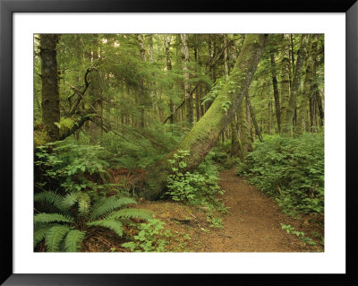 A Trail Cuts Through Ferns And Shrubs Covering The Rain Forest Floor by Jim Sugar Pricing Limited Edition Print image