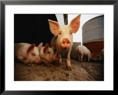A Cute Pig Looks Up His Snout At The Photographer by Joel Sartore Pricing Limited Edition Print image