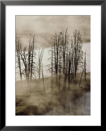 Distant View Of A Raven In A Stand Of Lodgepole Pine Trees by Raymond Gehman Pricing Limited Edition Print image