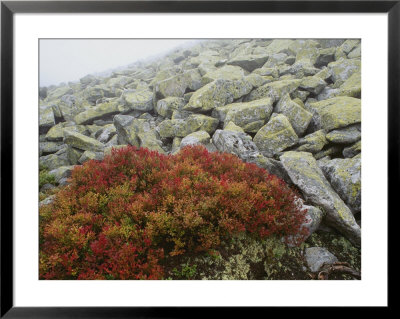 Granite Rock And Heather, Bayerischer Wald National Park, Germany by Norbert Rosing Pricing Limited Edition Print image