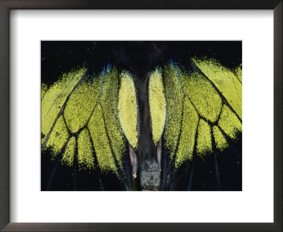 Close View Of Iridescent Moth Wings by Mattias Klum Pricing Limited Edition Print image