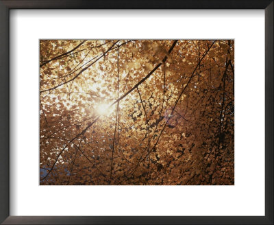 Sun Peeks Through A Canopy Of Yellow Autumn Leaves by Stephen St. John Pricing Limited Edition Print image